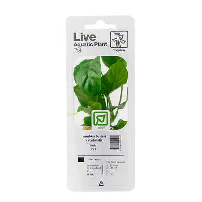 Anubias barteri caladiifolia