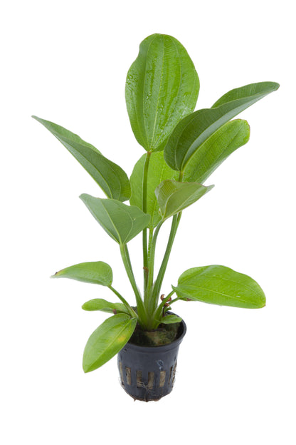 Echinodorus 'Aquartica'