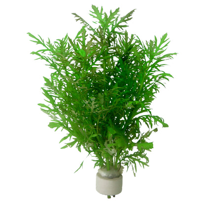 Hygrophila difformis