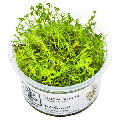 Proserpinaca palustris 'Cuba'