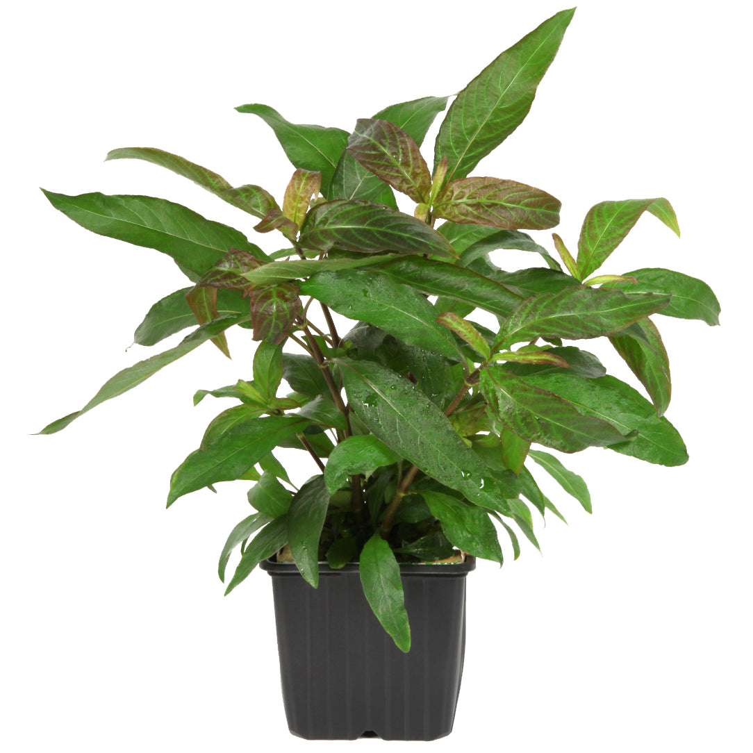 Hygrophila corymbosa 'Stricta'