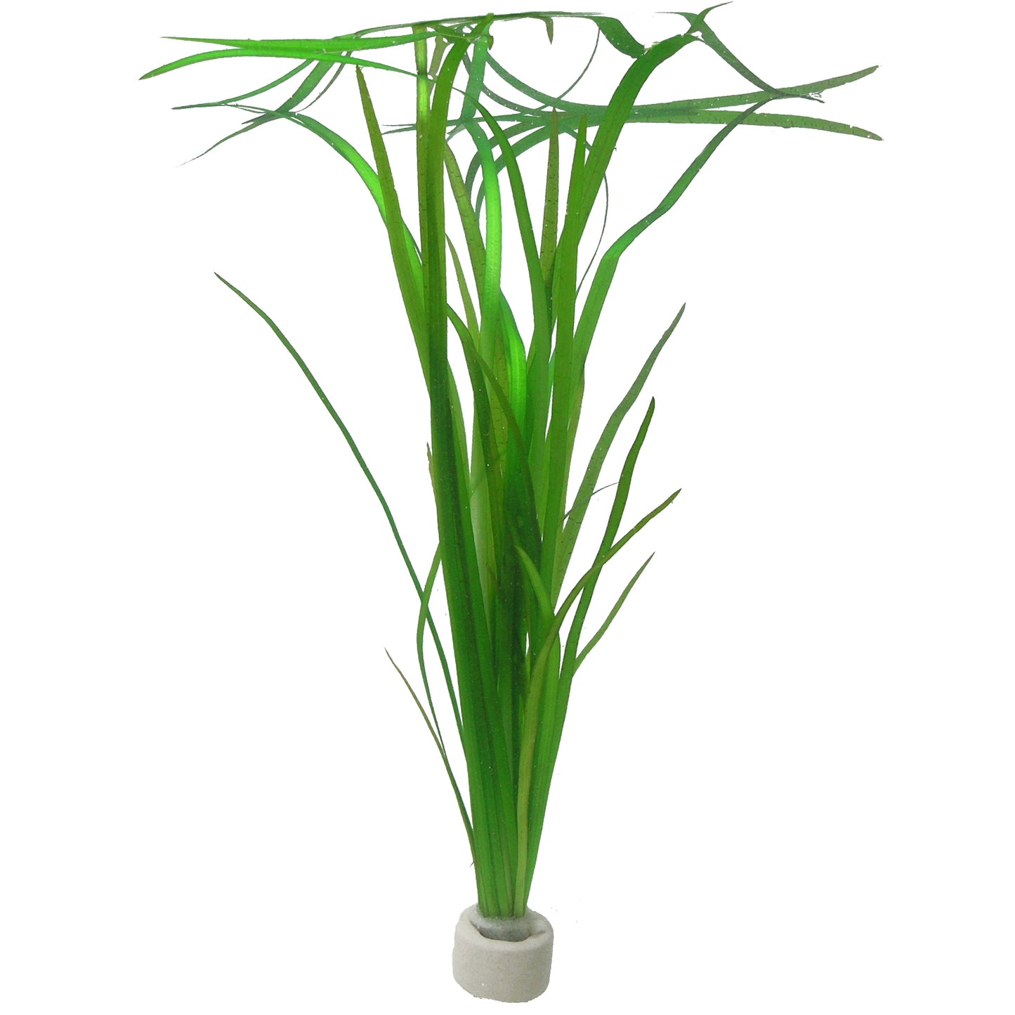 Vallisneria americana 'Natans'