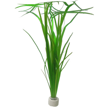 Vallisneria americana 'Natans'