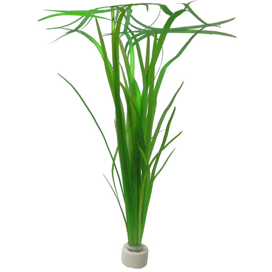 Vallisneria americana 'Natans'