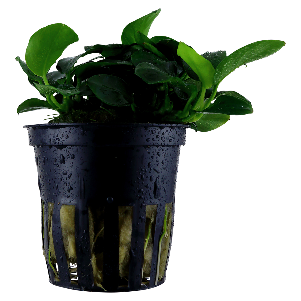 Anubias barteri 'Petite'