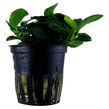 Anubias barteri 'Petite'