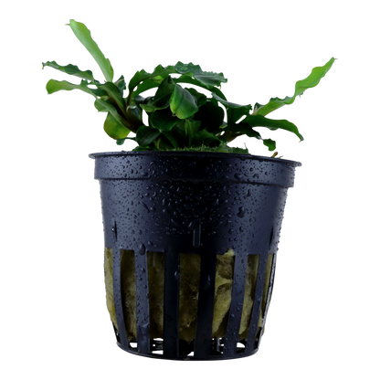 Bucephalandra pygmaea 'Bukit Kelam'