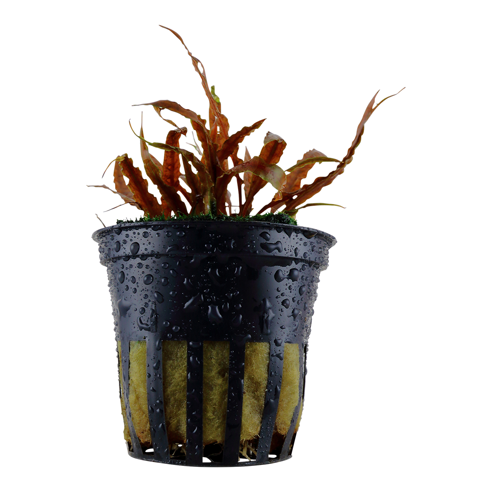 Cryptocoryne albida 'Brown'