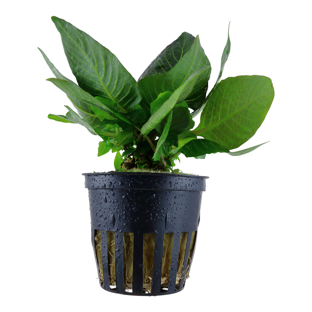 Hygrophila corymbosa 'Compact'