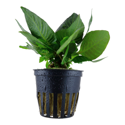 Hygrophila corymbosa 'Compact'