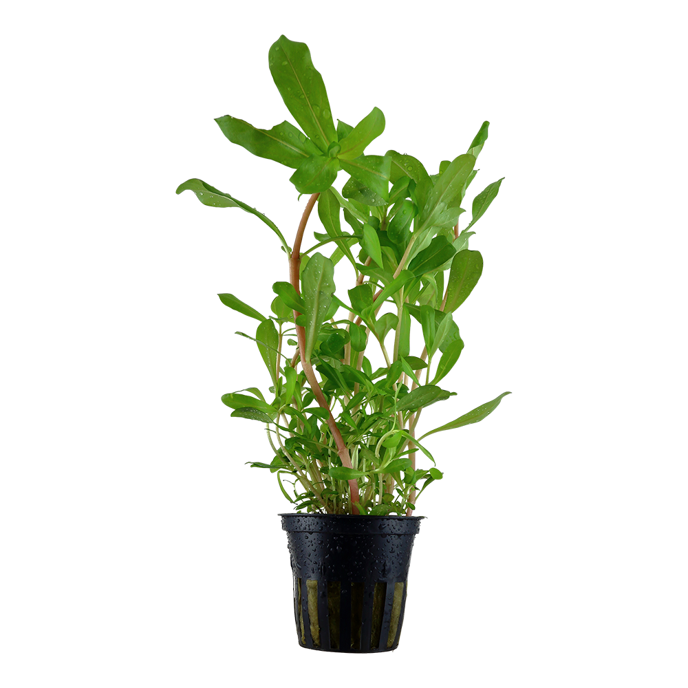 Ammannia crassicaulis