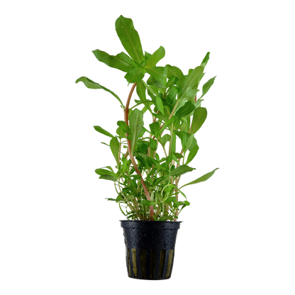 Ammannia crassicaulis