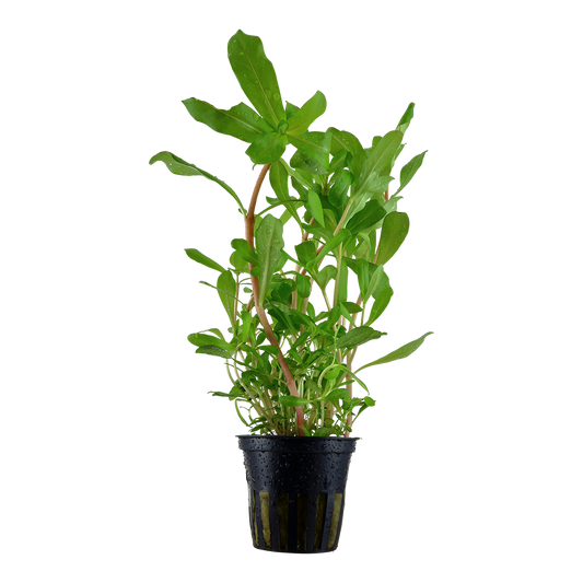 Ammannia crassicaulis