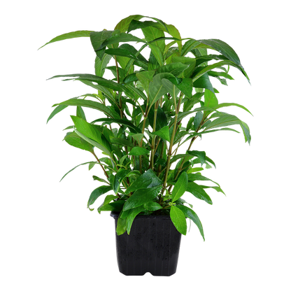 Hygrophila corymbosa 'Stricta'