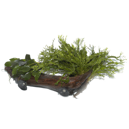 Anubias barteri var. caladiifolia und Microsorum sp.  BankWood Ornamental