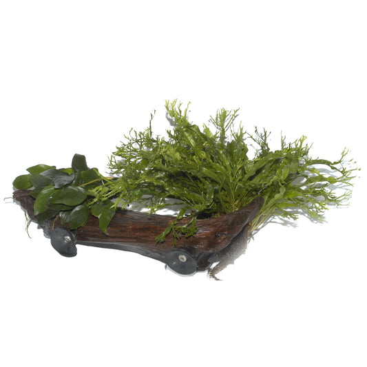 Anubias barteri var. caladiifolia und Microsorum sp.  BankWood Ornamental