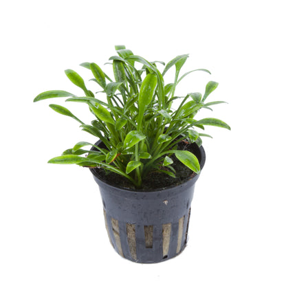 Cryptocoryne parva