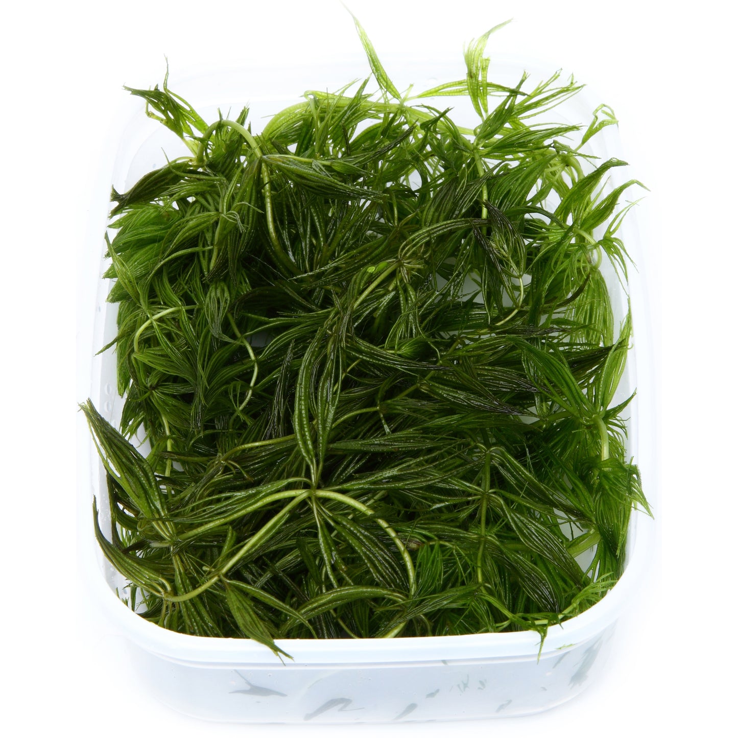 Ceratophyllum demersum