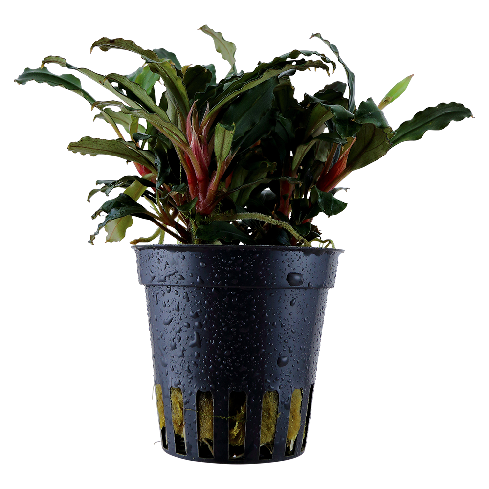 Bucephalandra sp. 'Red'