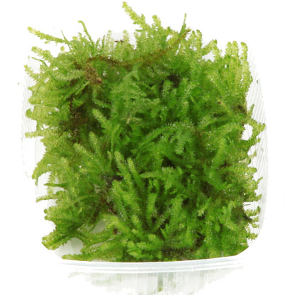 Vesicularia montagnei 'Christmas Moss'