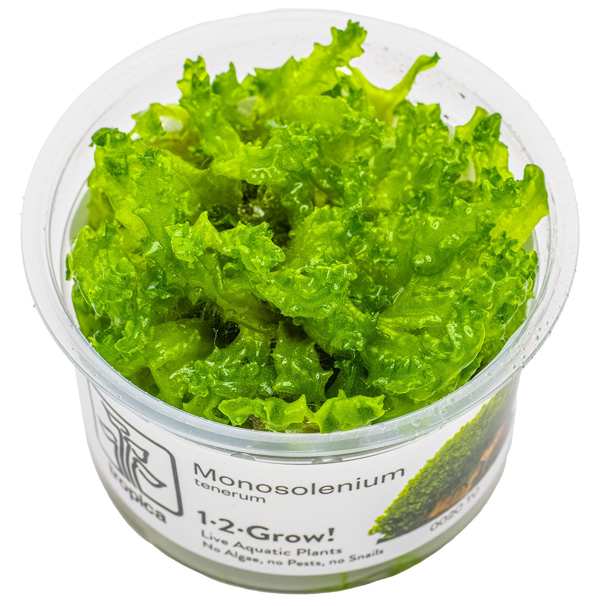 Monosolenium tenerum