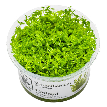 Micranthemum glomeratum