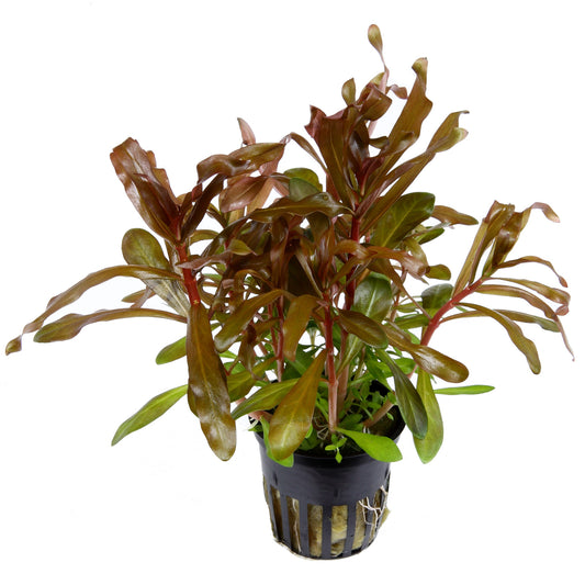 Ammannia crassicaulis