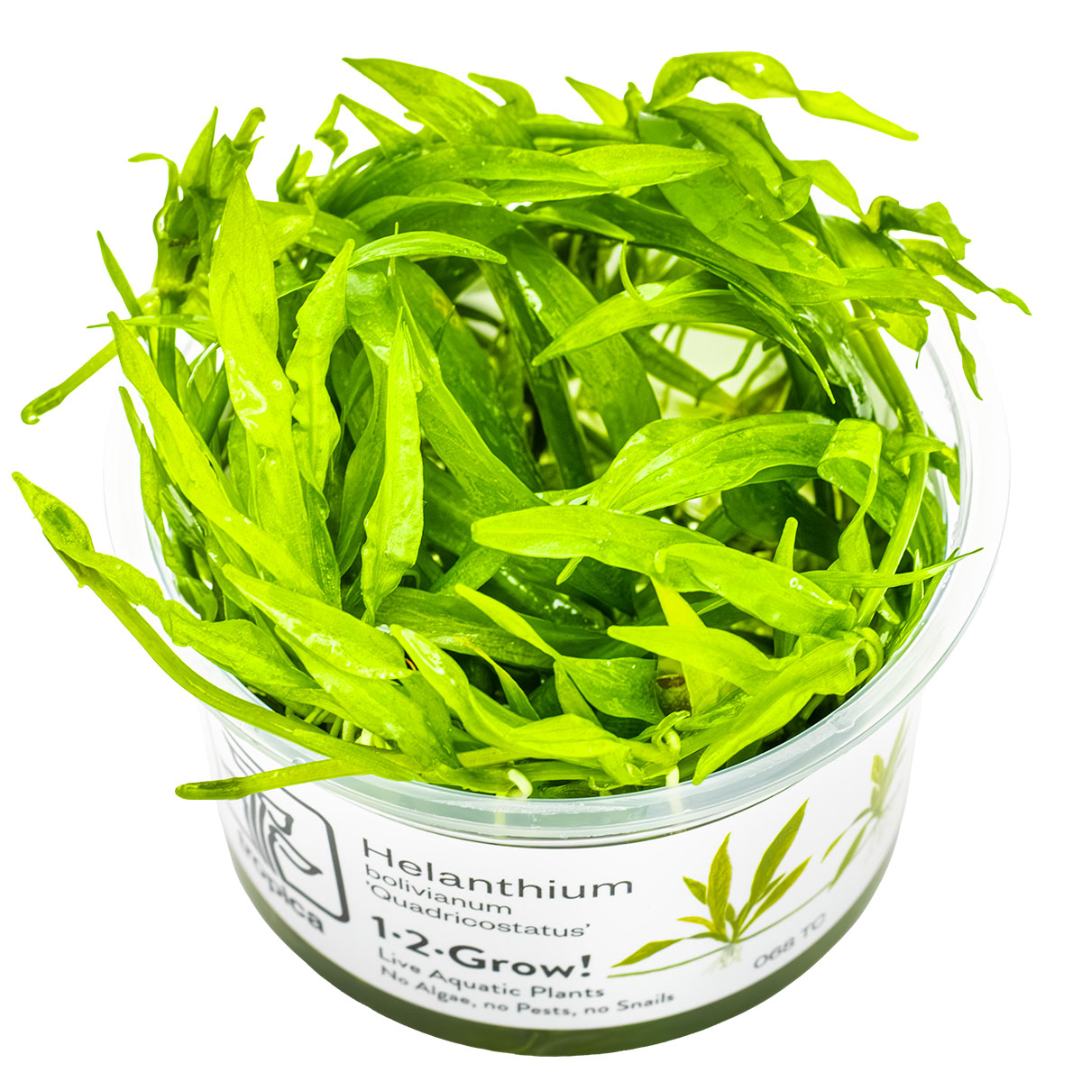 Helanthium bolivianum 'Quadricostatus'