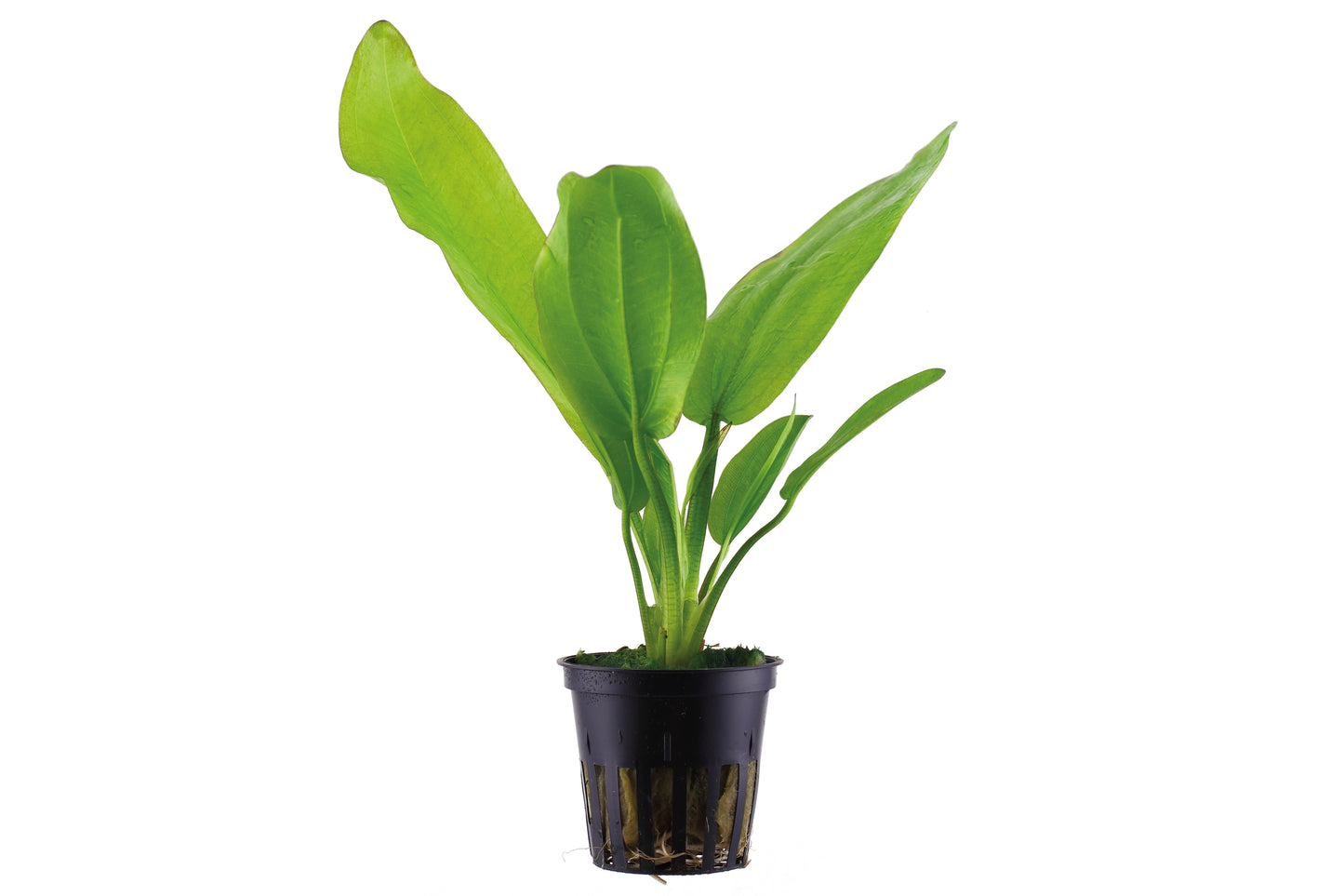 Echinodorus cordifolius 'Fluitans'