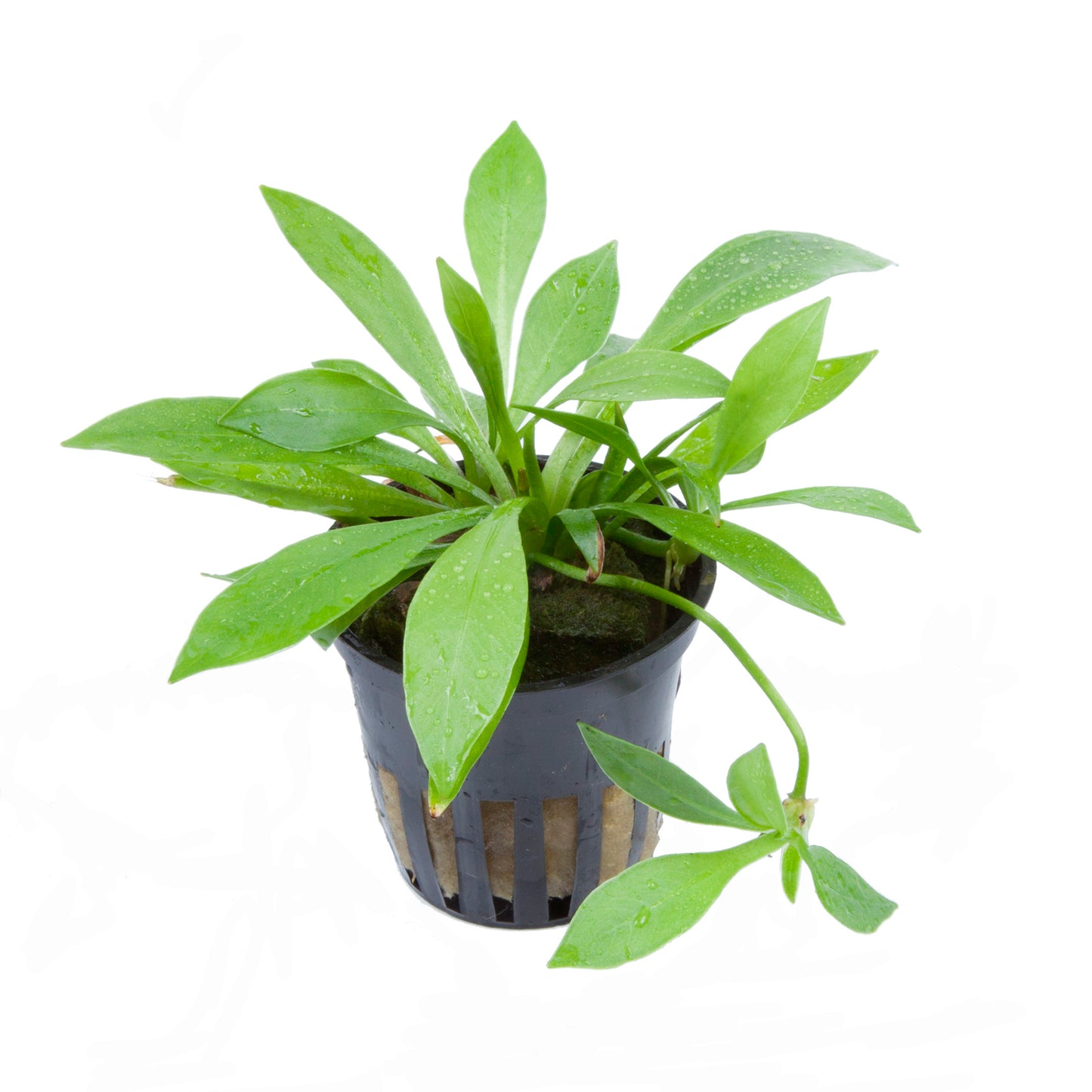 Helanthium bolivianum 'Quadricostatus'