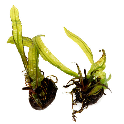 Aponogeton boivinianus