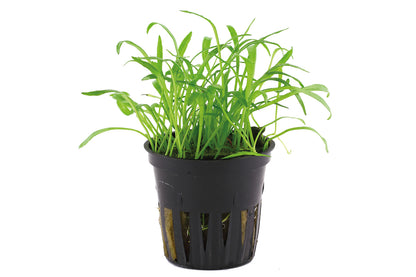 Lilaeopsis brasiliensis