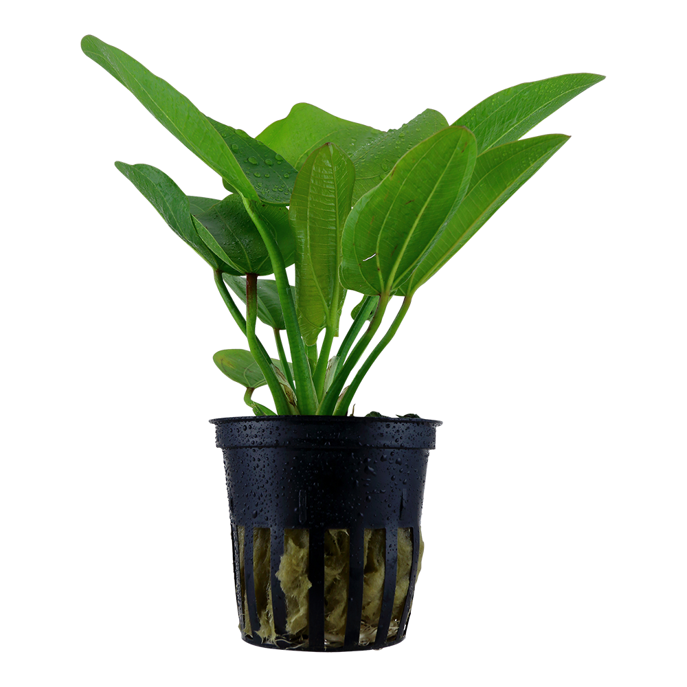 Echinodorus 'Aquartica'
