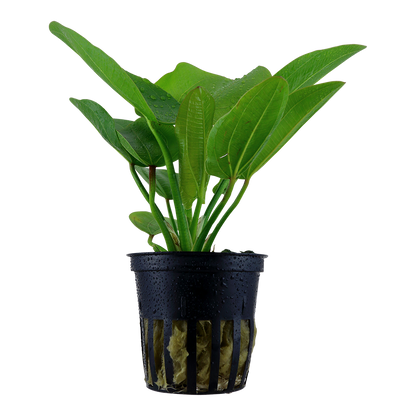 Echinodorus 'Aquartica'