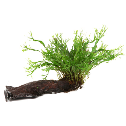 Microsorum pteropus 'Windeløv'