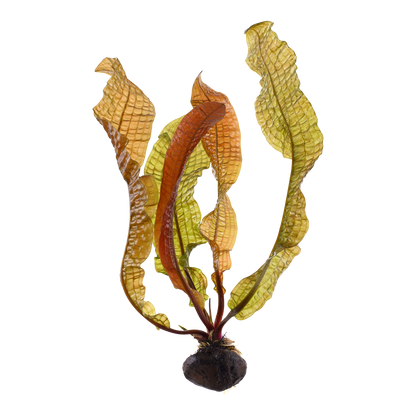 Aponogeton boivinianus