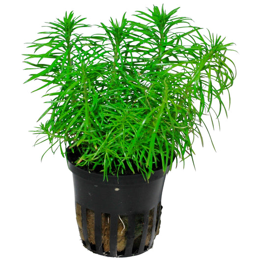 Pogostemon deccanensis