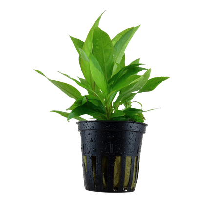 Hygrophila corymbosa 'Stricta'