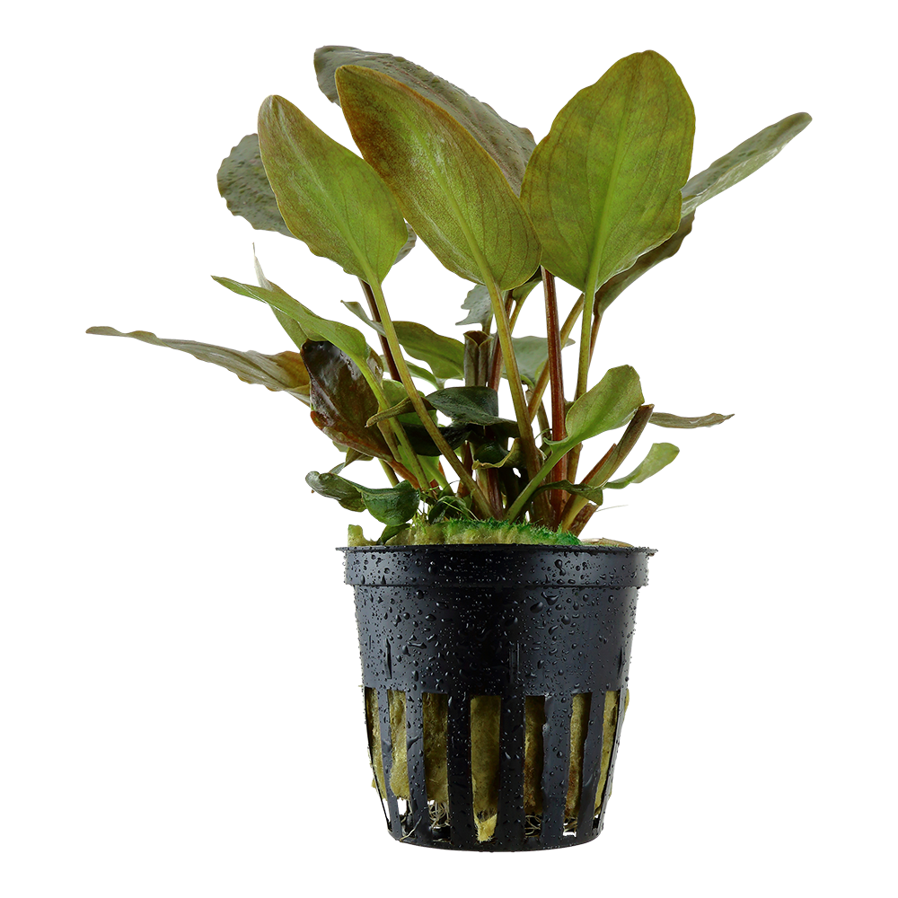 Lagenandra meeboldii 'Red'