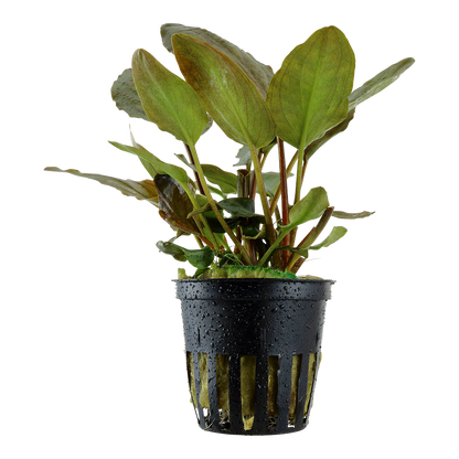 Lagenandra meeboldii 'Red'