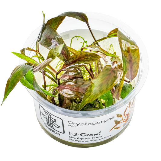 Cryptocoryne nurii