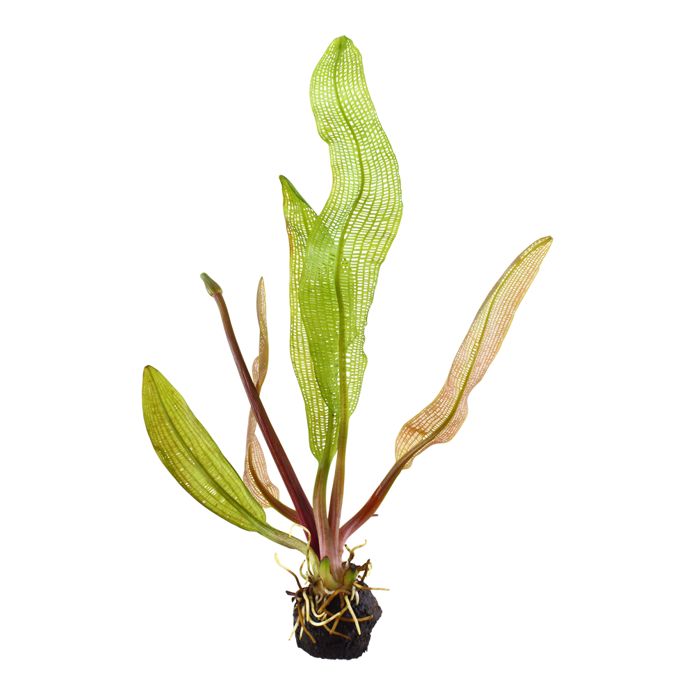 Aponogeton madagascariensis