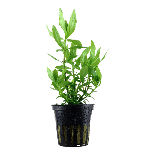 Hygrophila polysperma