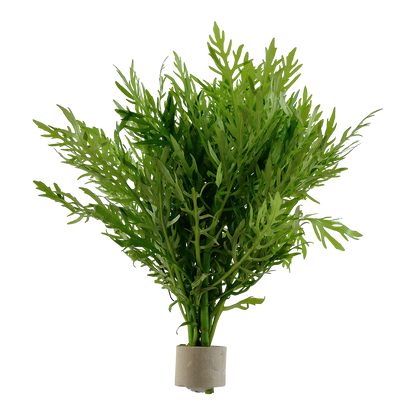 Hygrophila difformis