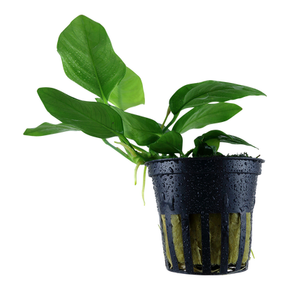 Anubias barteri nana