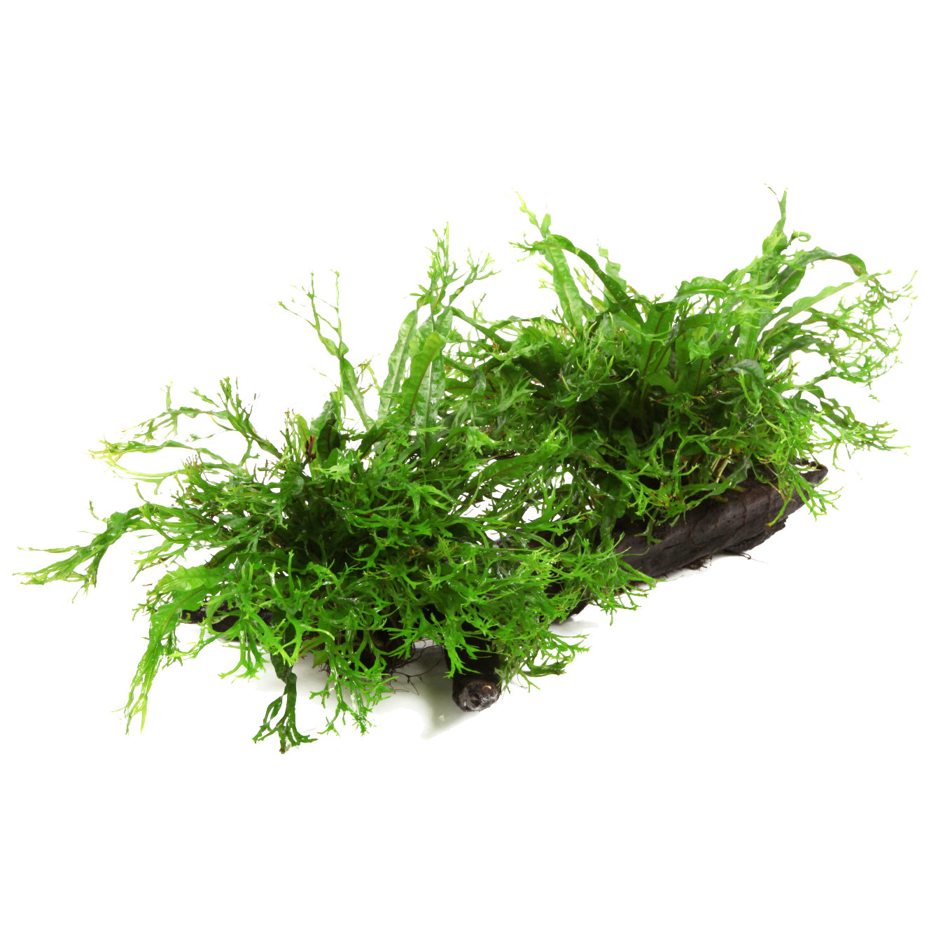 Microsorum pteropus 'Windeløv'