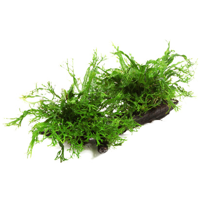 Microsorum pteropus 'Windeløv'