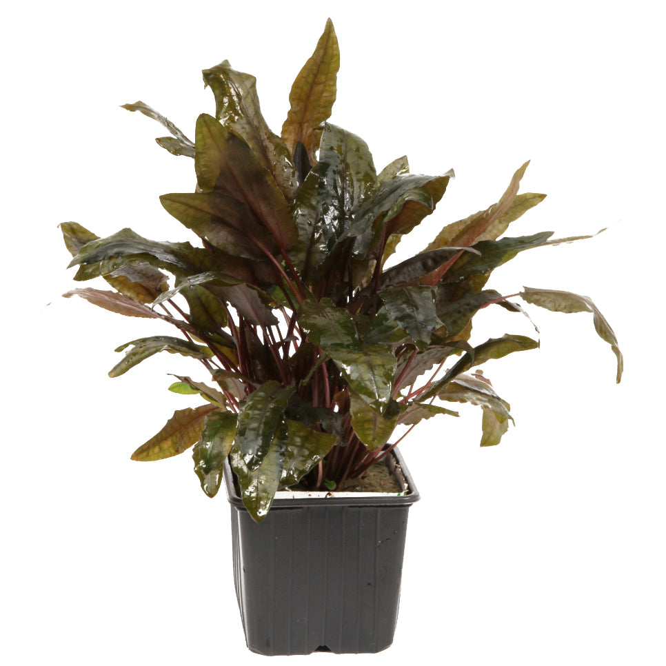 Cryptocoryne wendtii 'Tropica'