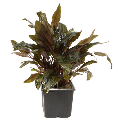 Cryptocoryne wendtii 'Tropica'