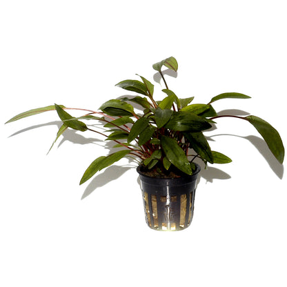 Cryptocoryne undulata 'Broad Leaf'